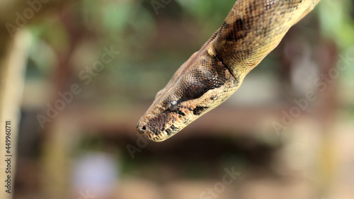 The boa constrictor also called the red-tailed boa or the common boa, is a species of large, non-venomous, heavy-bodied snake 
