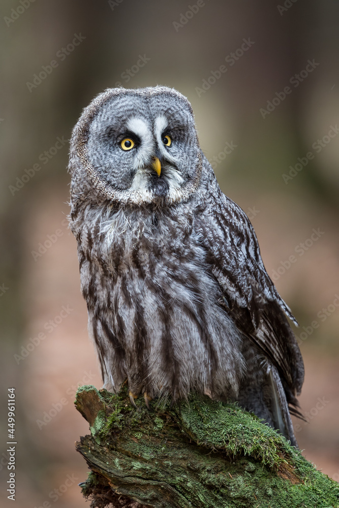 Great Grey Owl (Strix nebulosa) perching on a mossy tree stump in an autumn forest landscape Great Grey Owl (Strix nebulosa) perching on a mossy tree stump in an autumn forest landscape