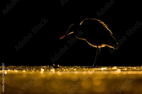 Grey Heron (Ardea cinerea) hunting at night photo