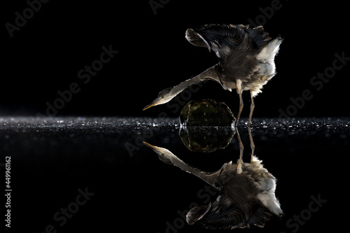 Fototapeta Naklejka Na Ścianę i Meble -  Grey Heron (Ardea Cinerae) hunting fish at night in a shallow pool, reflected in water