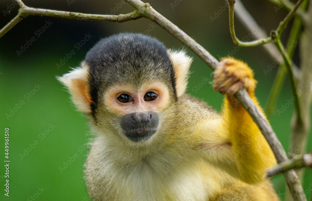 Squirrel Monkey Watching