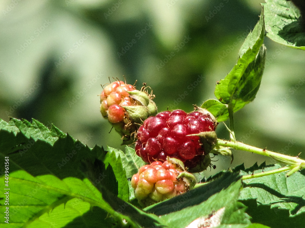 Raspberry fruit. Raspberry fruit.
