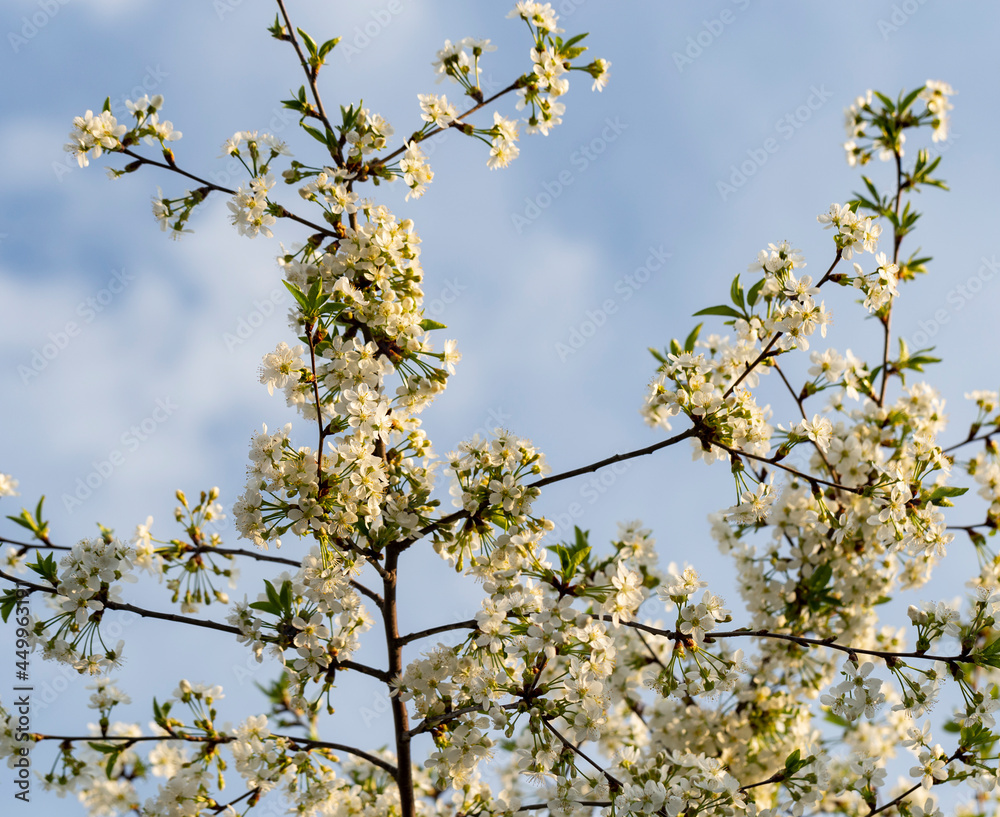 Cherry blossoms. White flowers of fruit tree. Cherry blossoms. White flowers of fruit tree.