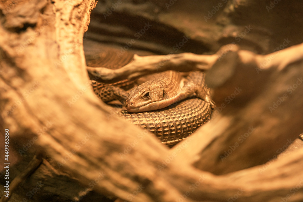 Fototapeta premium Jaszczurka w zbliżeniu 