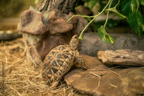 żółw jedzący liść