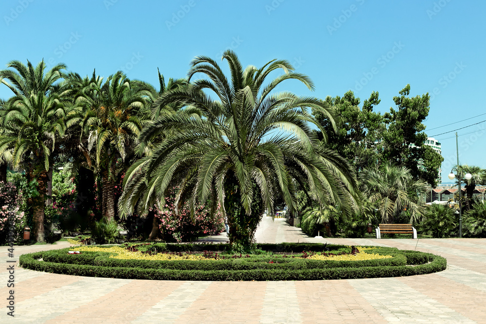 A large fluffy spreading palm tree in the center of a round flower bed on a sunny summer day. The resort city of Sochi. Summer background.
