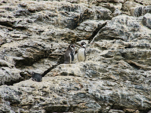 Humboldt penguins (Spheniscus humboldti) on Isla Choros, Humboldt Penguin Reserve, Punta Choros, Chile photo