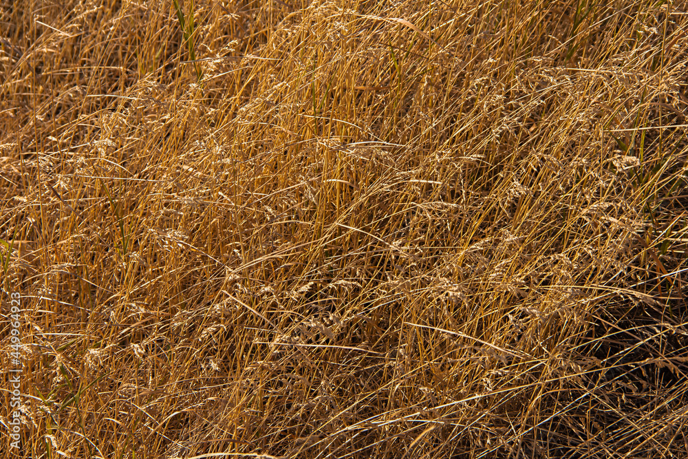 Dry grass background, nature, ecology and harvest concept, dried grass field with spikelet dry plants because of hot waterless summer Dry grass background, nature, ecology and harvest concept, dried grass field with spikelet dry plants because of hot waterless summer
