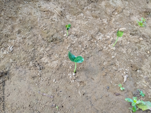 cucumber small plant ground landscape