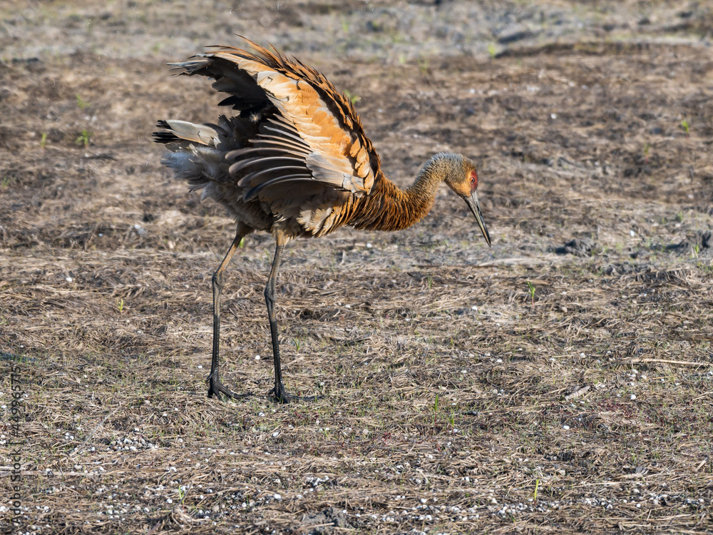 Obraz premium Sandhill Crane with Ruffled Feathers