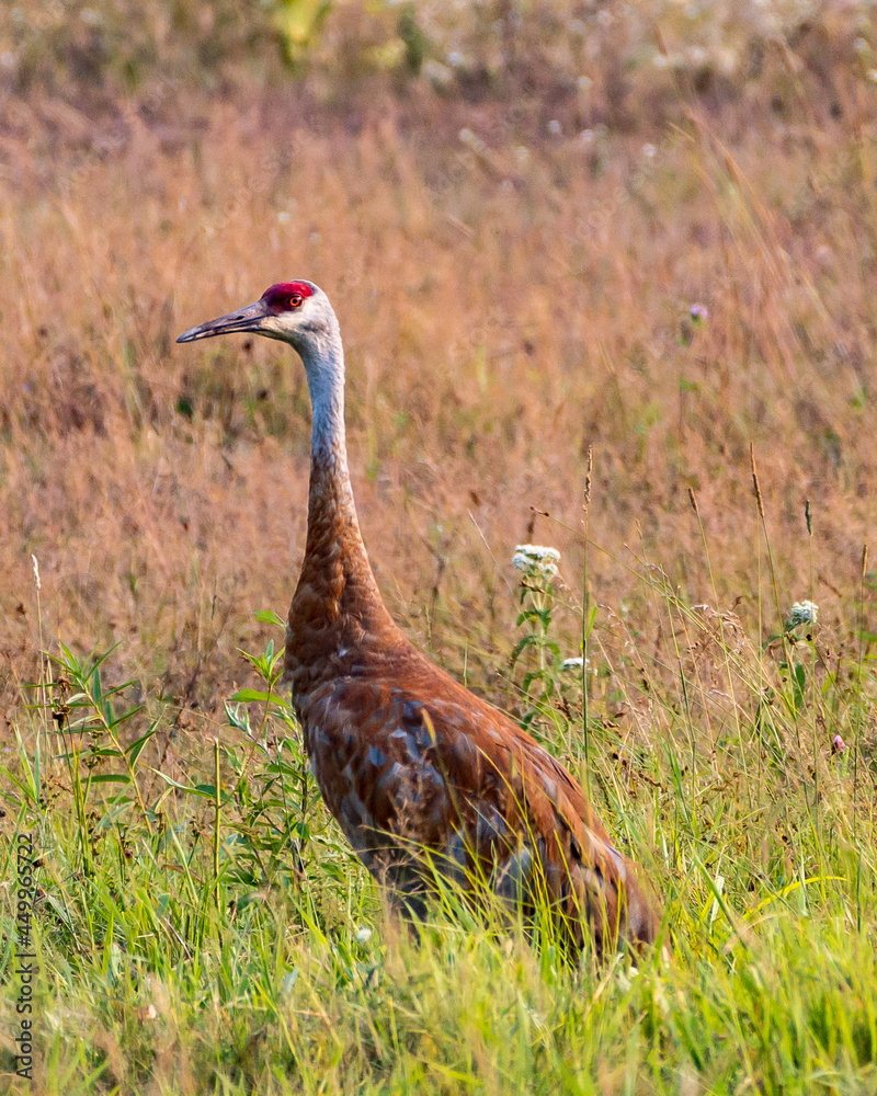 Sandhill Crane in Meadow Sandhill Crane in Meadow
