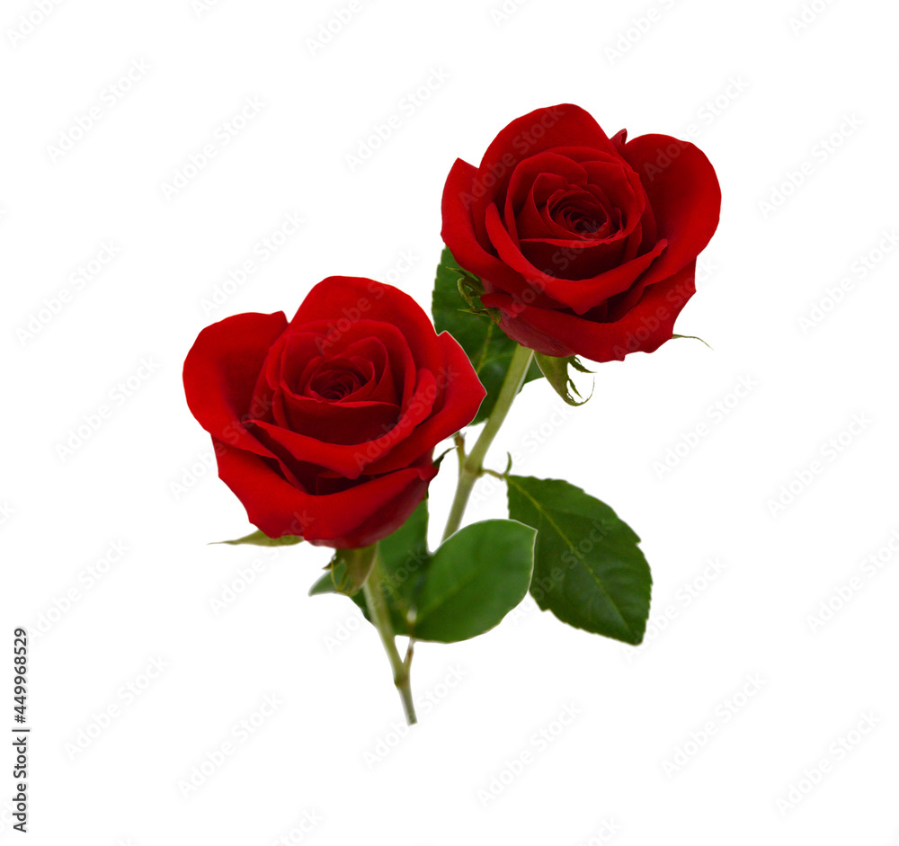 Bunch of rosy roses isolated on white Bunch of rosy roses isolated on white