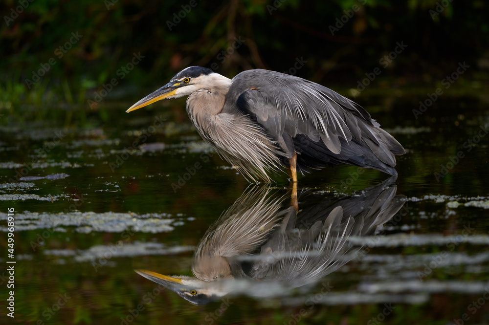 Great Blue Heron with Reflection Standing in Water, Closeup Portrait Great Blue Heron with Reflection Standing in Water, Closeup Portrait