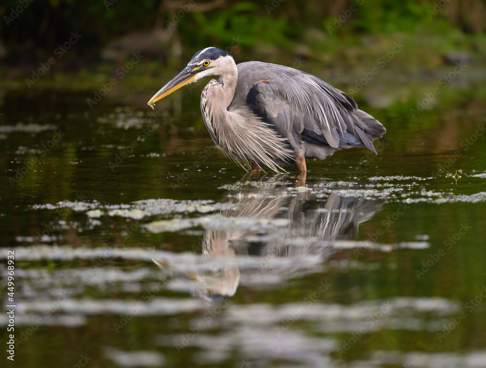 Great Blue Heron with Reflection Fishing on the Pond Great Blue Heron with Reflection Fishing on the Pond