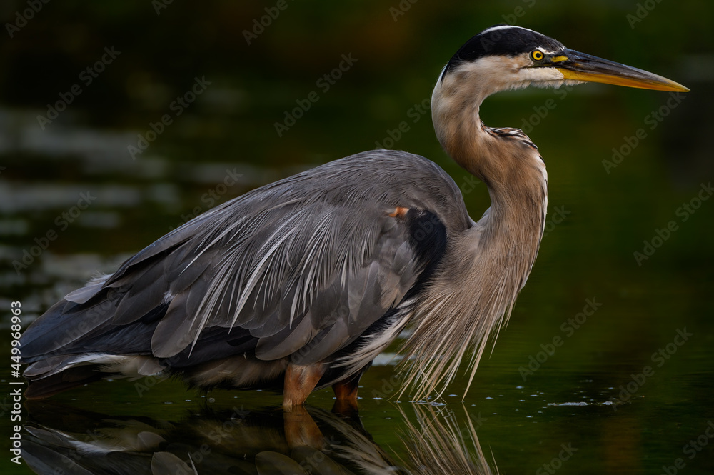 Great Blue Heron Closeup Portrait on Green Background Great Blue Heron Closeup Portrait on Green Background