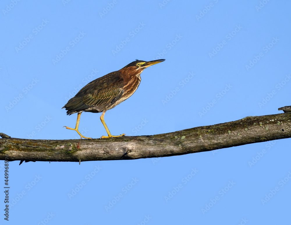Green Heron Standing on Dead Tree Branch against Blue Sky Green Heron Standing on Dead Tree Branch against Blue Sky