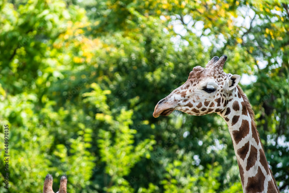 Obraz premium giraffe in the grass