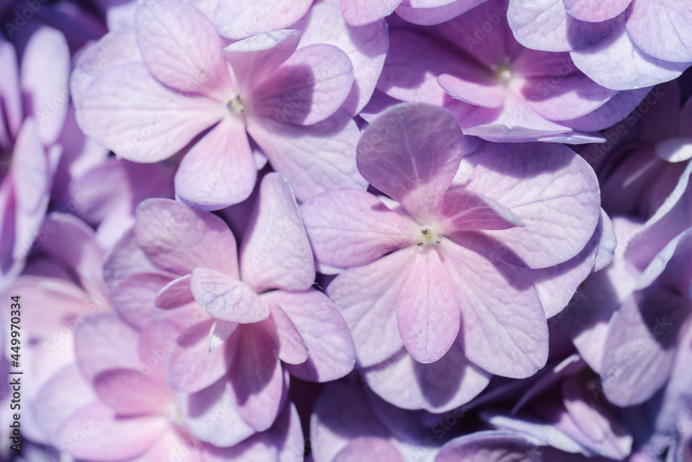 Flower background of purple hydrangea macrophylla close-up.