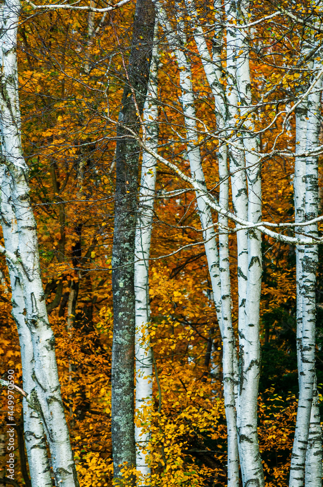 Obraz premium autumn in the forest