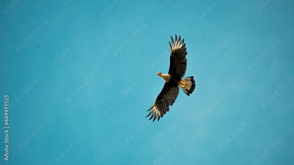 Obraz premium An eagle flying in the sky with copy space, white-tailed sea eagle with outstretched wings, osprey flying in the sky with space