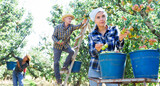 Young woman farmer with group of seasonal workers picking ripe organic pears in orchard