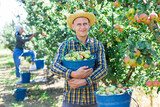 Man and woman harvesting pears in garden. Man standing with bucket full of pears and smiling.