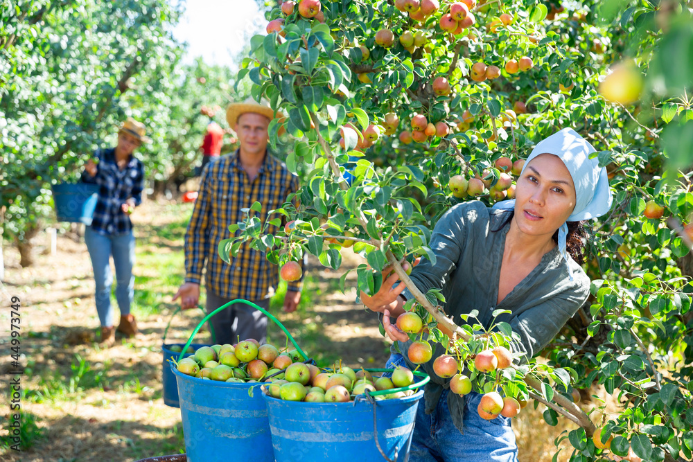 Fototapeta premium Asian female farmer engaged in picking of pears in orchard, laying harvested fruits in buckets