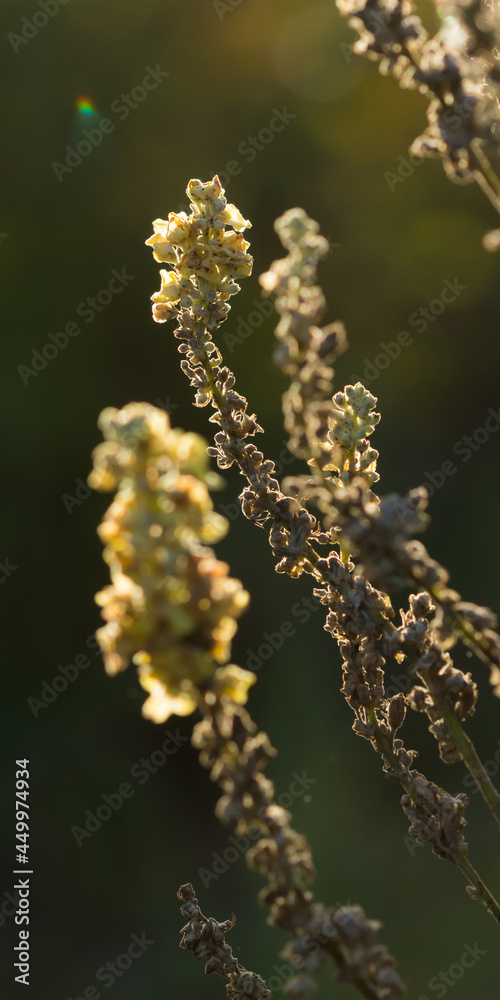 Φωτογραφία Verbascum lychnitis , of the family Scrophulariaceae (the figwort family)
