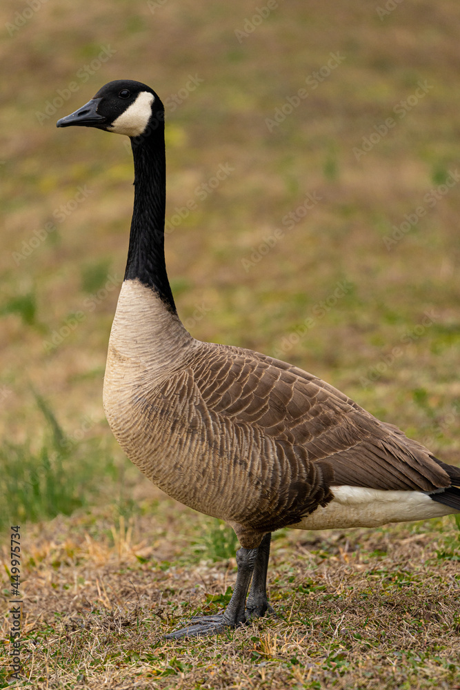 goose on the loose goose on the loose