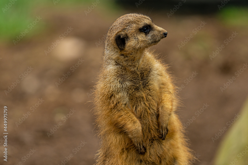 Fototapeta premium meerkat on the lookout