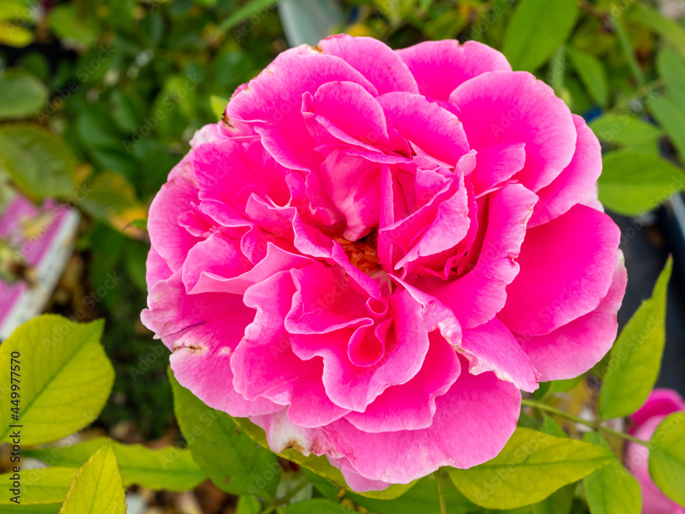 close view of pink rose flower