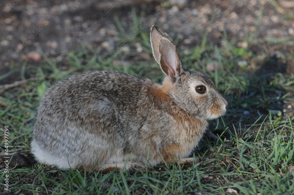 Cute little rabbit sitting in the grass Cute little rabbit sitting in the grass