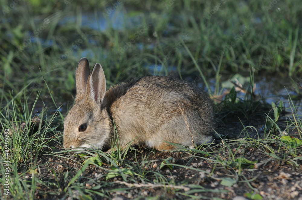 Fototapeta premium Cute little rabbit sitting in the grass