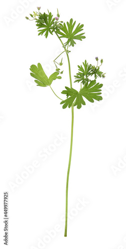 Beautiful meadow plant with small purple flowers on white background