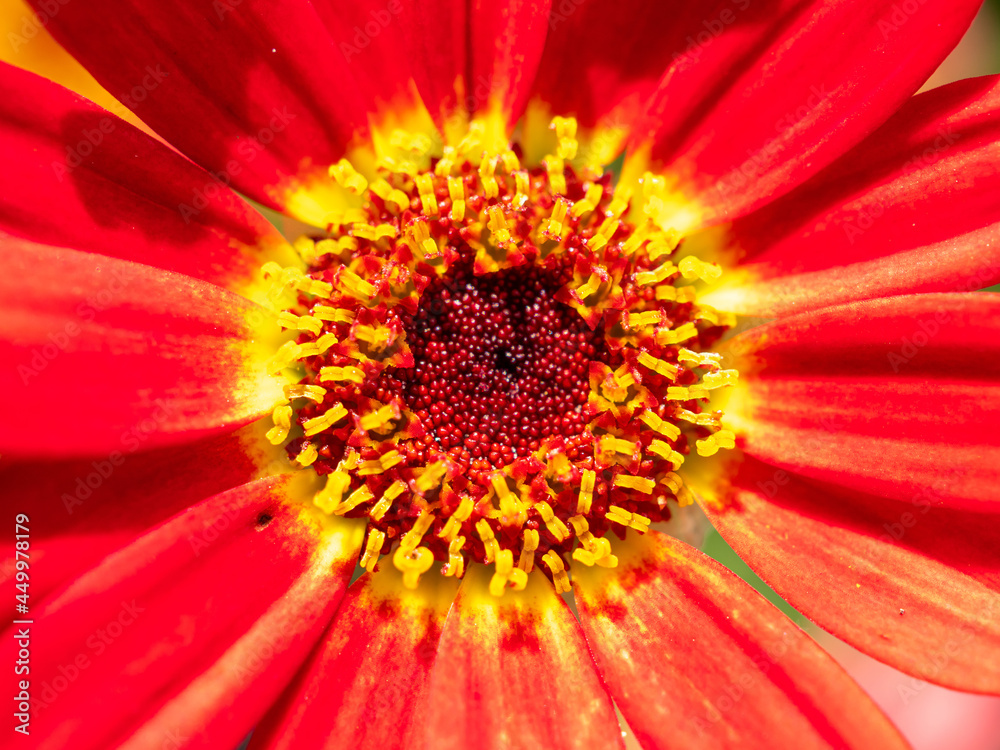 close view of red daisy in the garden close view of red daisy in the garden