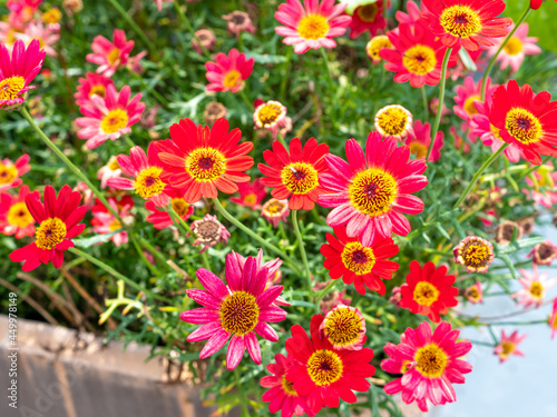 red and pink daisies in the garden