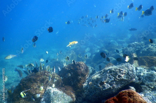 Fototapeta Naklejka Na Ścianę i Meble -  Costa Rica pacific sea life