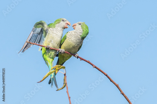 Pareja de loros