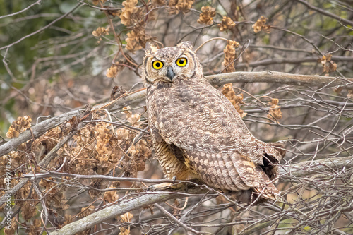 owl in the forest