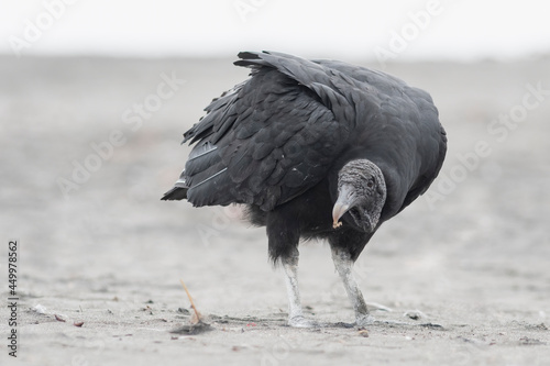 vulture on the ground