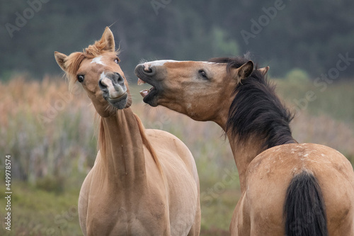 Caballos 