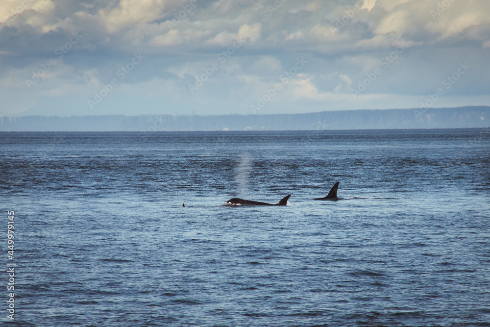 Fototapeta premium Orca whales surfacing in Salish sea 