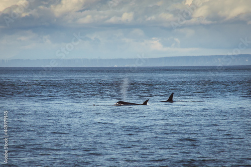 Orca whales surfacing in Salish sea 
