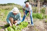 Mature woman gardener working at land with lettuce, man cultivate land in sunny garden outdoor