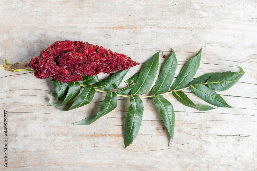 Bright ripe burgundy inflorescence of the Sumac tree and a branch with green leaves on the background of a wooden board Bright ripe burgundy inflorescence of the Sumac tree and a branch with green leaves on the background of a wooden board