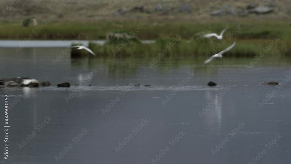 Artic Terns are a common sight over the coastal and countryside areas of Iceland. Artic Terns are a common sight over the coastal and countryside areas of Iceland.
