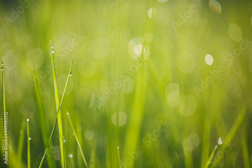 Dew on grass greenery background