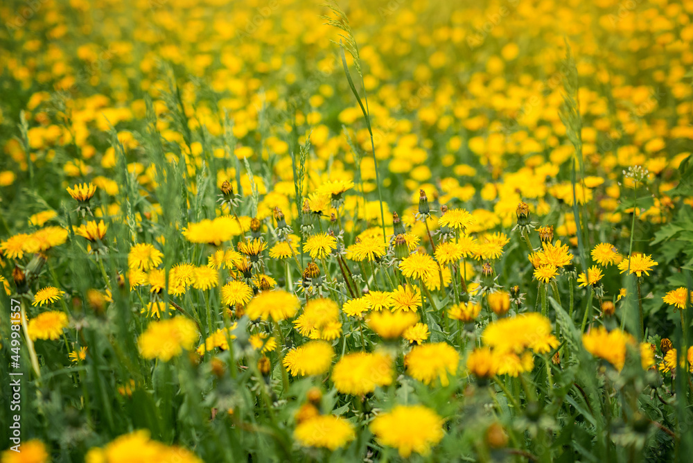 glade with yellow dandelions close-up glade with yellow dandelions close-up