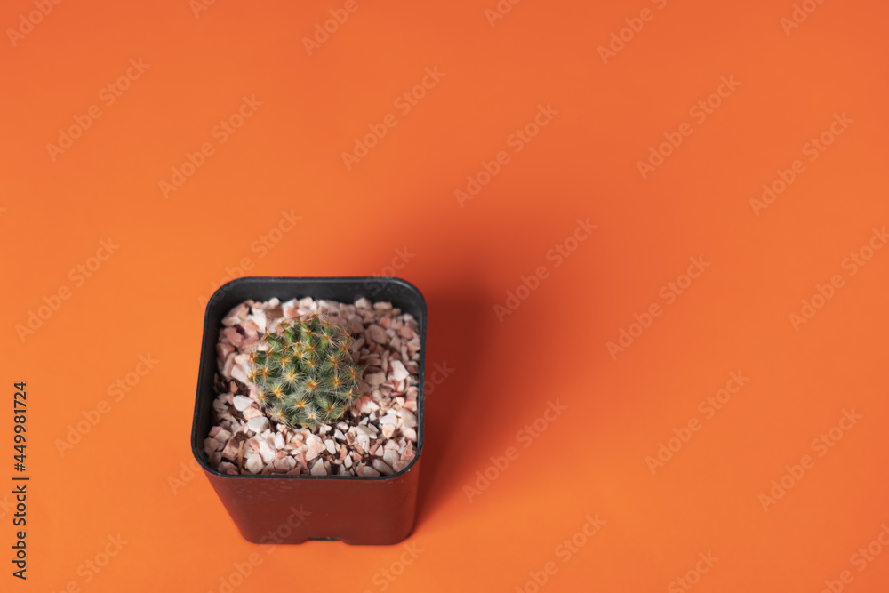 A small cactus that is on an orange background shines on the other side. A small cactus that is on an orange background shines on the other side.
