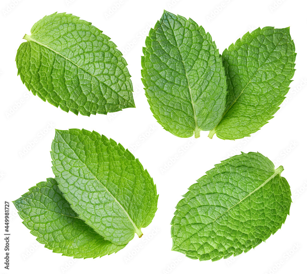 Mint leaf isolate on white. Mint isolated with clipping path. Professional studio macro shooting. Collection mint Clipping Path Mint leaf isolate on white. Mint isolated with clipping path. Professional studio macro shooting. Collection mint Clipping Path